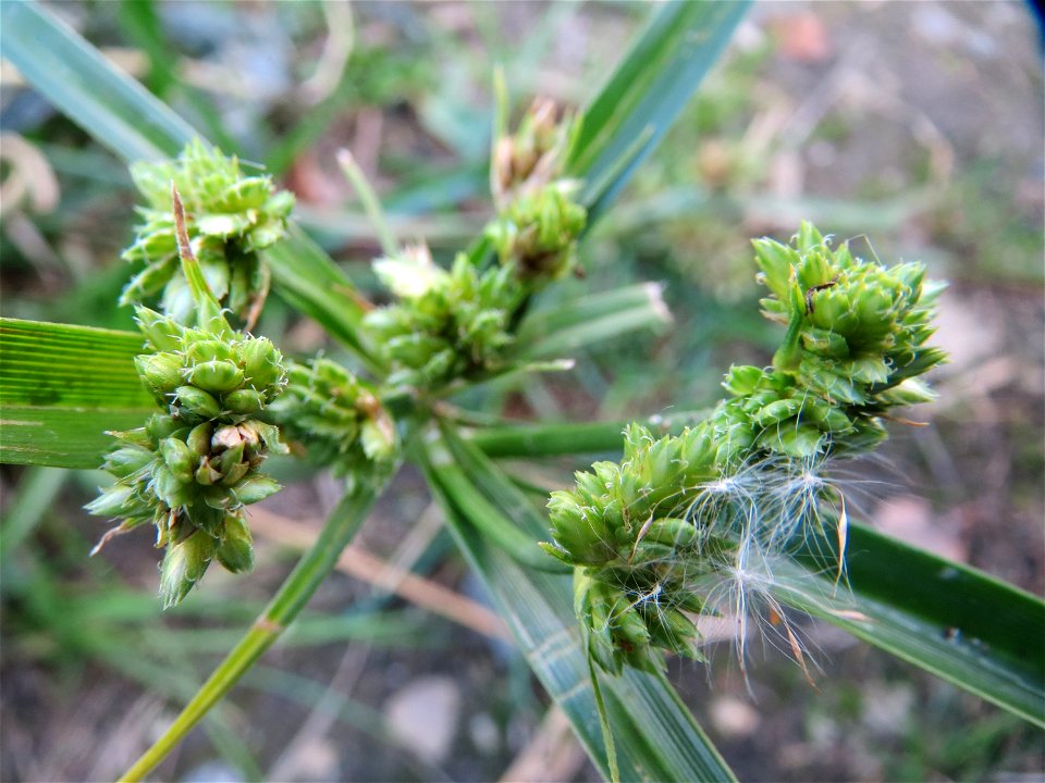 Frischgrünes Zypergras (Cyperus eragrostis) am Reilinger See
