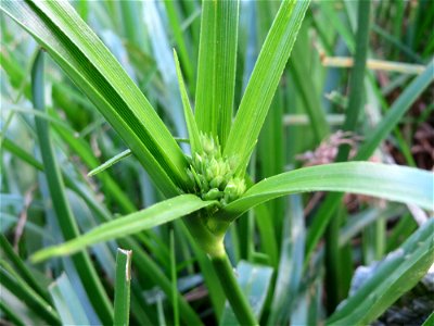 Frischgrünes Zypergras (Cyperus eragrostis) am Reilinger See