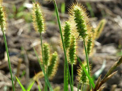 Rote Borstenhirse (Setaria pumila) in der "Au" bei Hockenheim