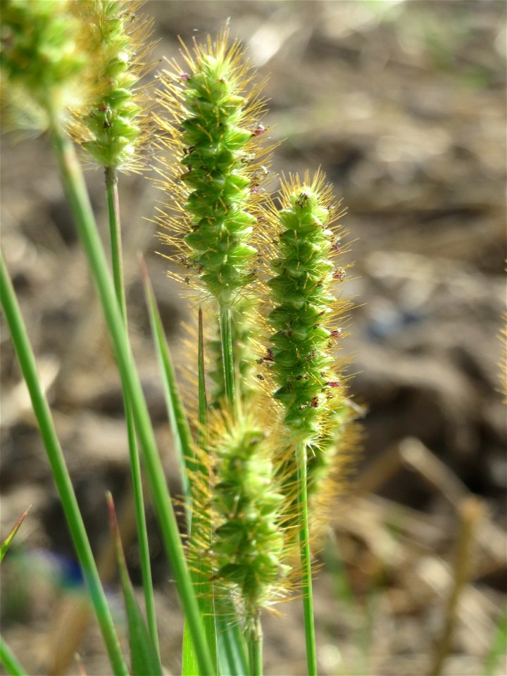 Rote Borstenhirse (Setaria pumila) in der "Au" bei Hockenheim
