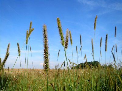 Rote Borstenhirse (Setaria pumila) im Hockenheimer Rheinbogen