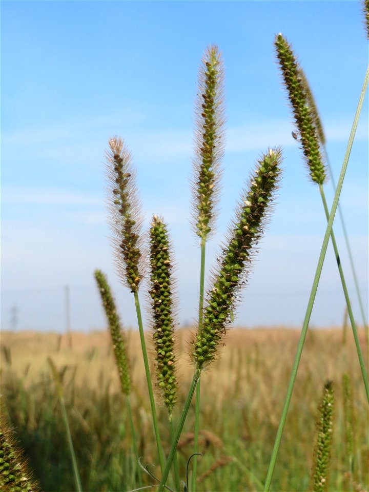 Rote Borstenhirse (Setaria pumila) im Hockenheimer Rheinbogen