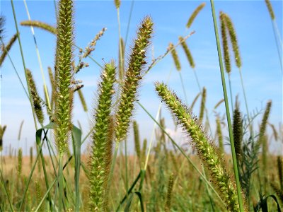Rote Borstenhirse (Setaria pumila) im Hockenheimer Rheinbogen