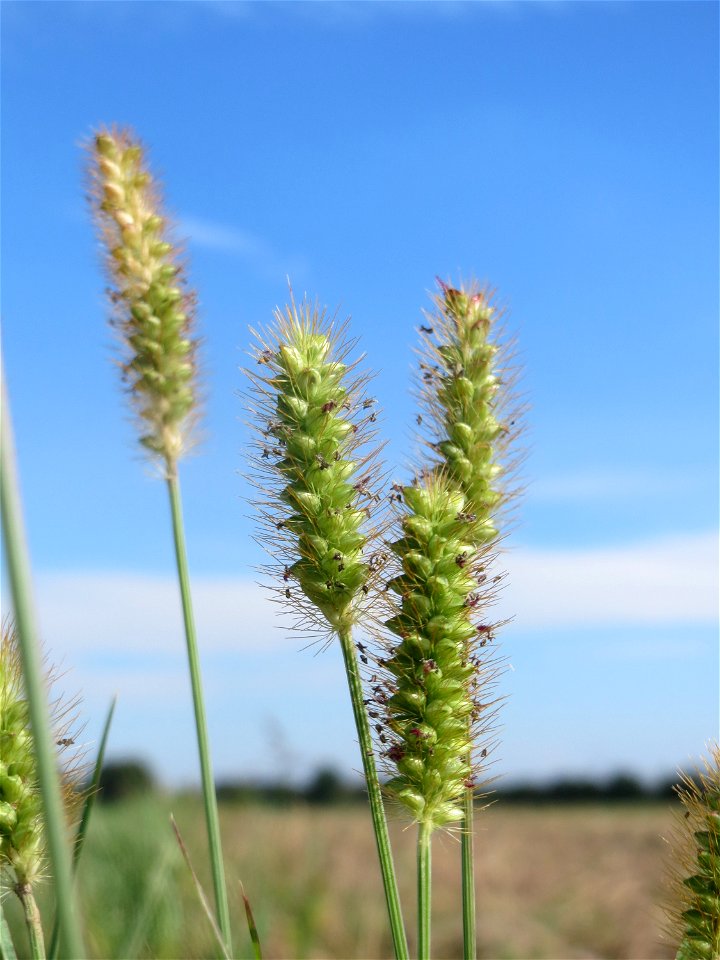 Rote Borstenhirse (Setaria pumila) in der "Au" bei Hockenheim