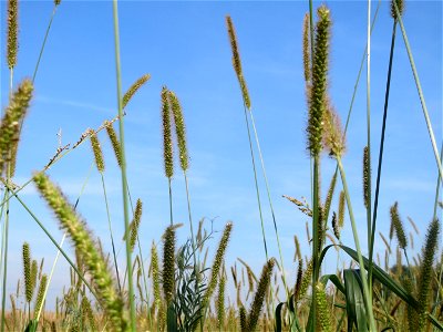 Rote Borstenhirse (Setaria pumila) im Hockenheimer Rheinbogen