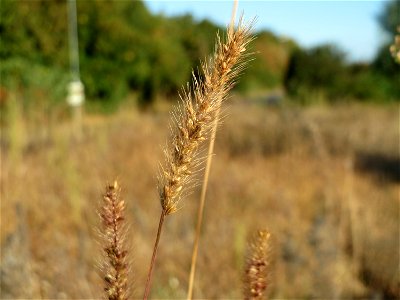 Rote Borstenhirse (Setaria pumila) in Hockenheim