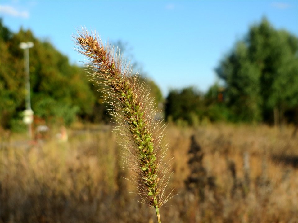 Rote Borstenhirse (Setaria pumila) in Hockenheim