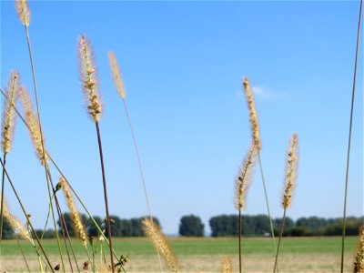 Rote Borstenhirse (Setaria pumila) am Feldrand bei Reilingen
