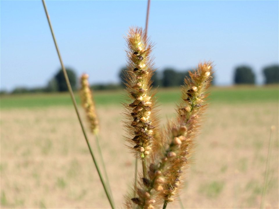 Rote Borstenhirse (Setaria pumila) am Feldrand bei Reilingen