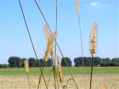 Rote Borstenhirse (Setaria pumila) am Feldrand bei Reilingen