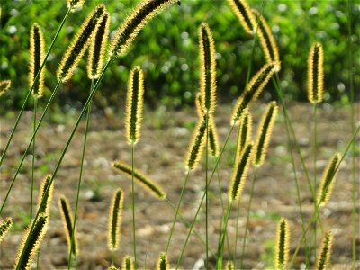 Rote Borstenhirse (Setaria pumila) bei Altlußheim