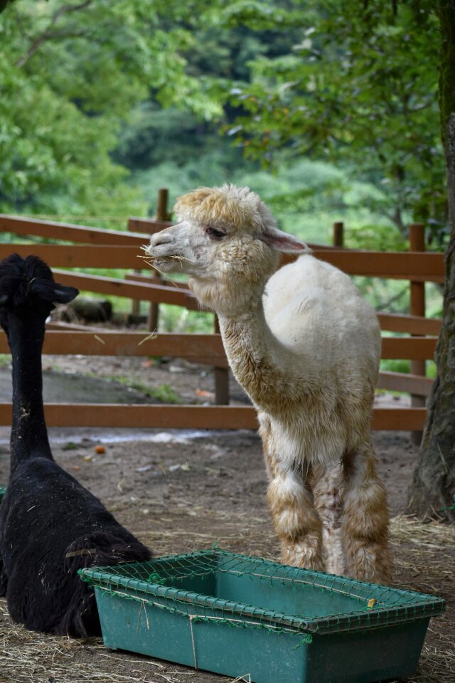 Fluffy ranch natural