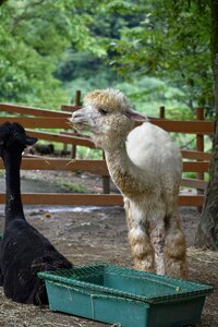 Fluffy ranch natural