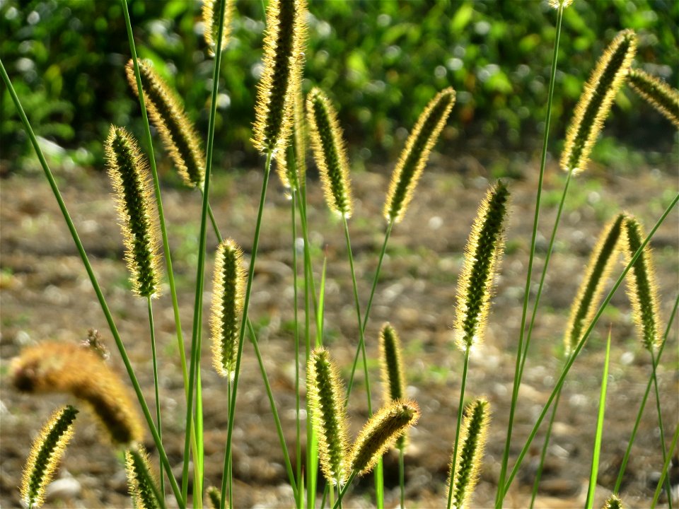 Rote Borstenhirse (Setaria pumila) bei Altlußheim