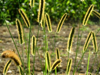 Rote Borstenhirse (Setaria pumila) bei Altlußheim