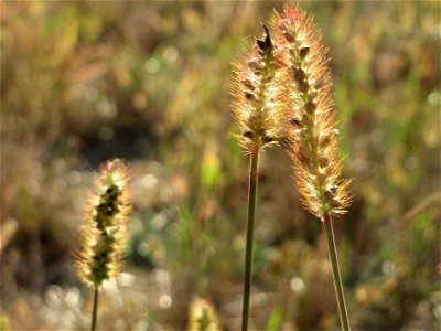 Rote Borstenhirse (Setaria pumila) in Hockenheim-Talhaus