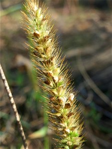 Rote Borstenhirse (Setaria pumila) auf einer Rodungsfläche zwischen B36 und L722 im Schwetzinger Hardt