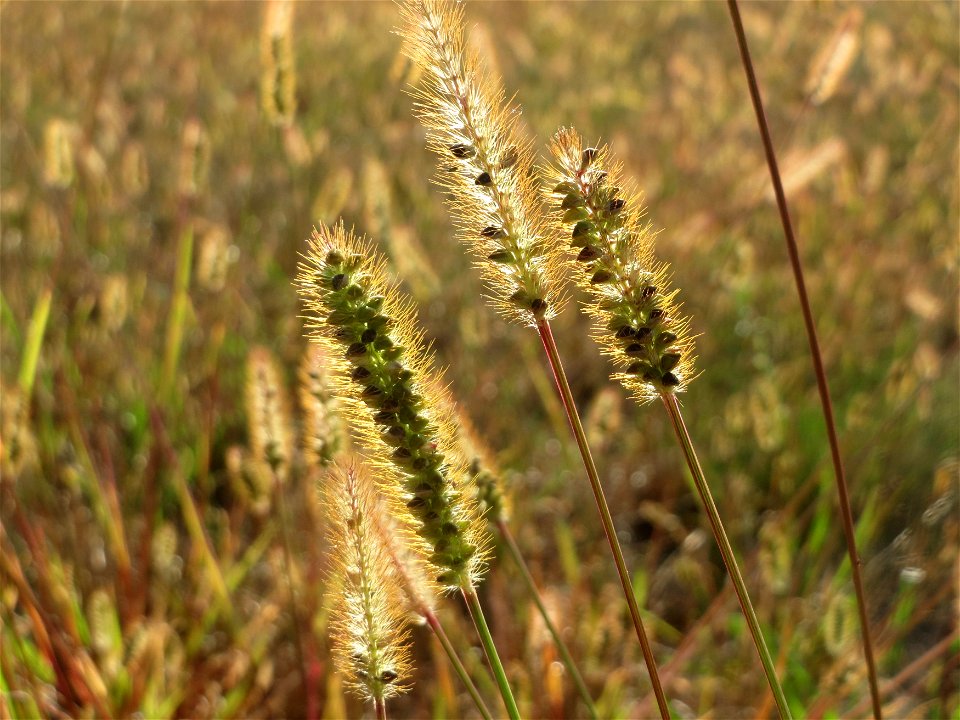 Rote Borstenhirse (Setaria pumila) in Hockenheim-Talhaus