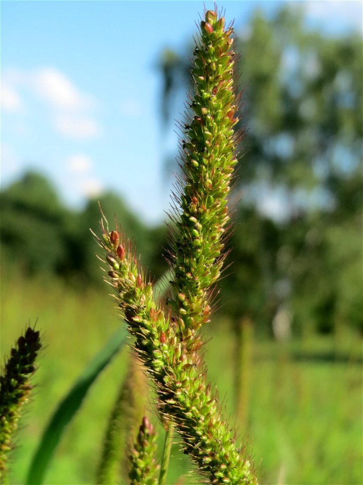 Rote Borstenhirse (Setaria pumila) auf einer Streuobstwiese in Hockenheim
