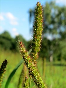 Rote Borstenhirse (Setaria pumila) auf einer Streuobstwiese in Hockenheim