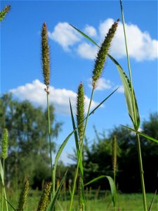 Rote Borstenhirse (Setaria pumila) auf einer Streuobstwiese in Hockenheim