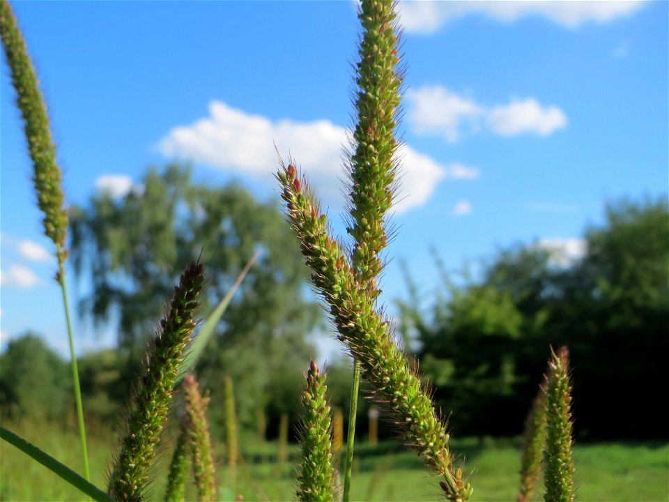 Rote Borstenhirse (Setaria pumila) auf einer Streuobstwiese in Hockenheim