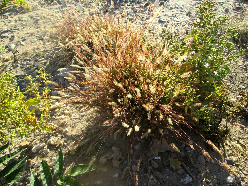 Rote Borstenhirse (Setaria pumila) auf einer sandigen Brachfläche einer Baustelle in Hockenheim