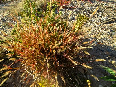 Rote Borstenhirse (Setaria pumila) auf einer sandigen Brachfläche einer Baustelle in Hockenheim