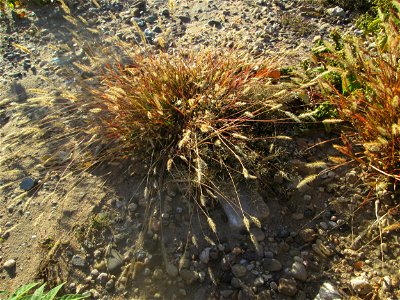Rote Borstenhirse (Setaria pumila) auf einer sandigen Brachfläche einer Baustelle in Hockenheim