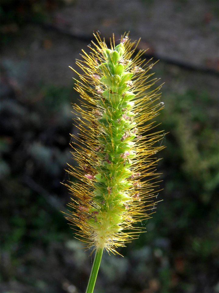 Setaria pumila (Poaceae). Barrio de Moratalaz, Madrid.