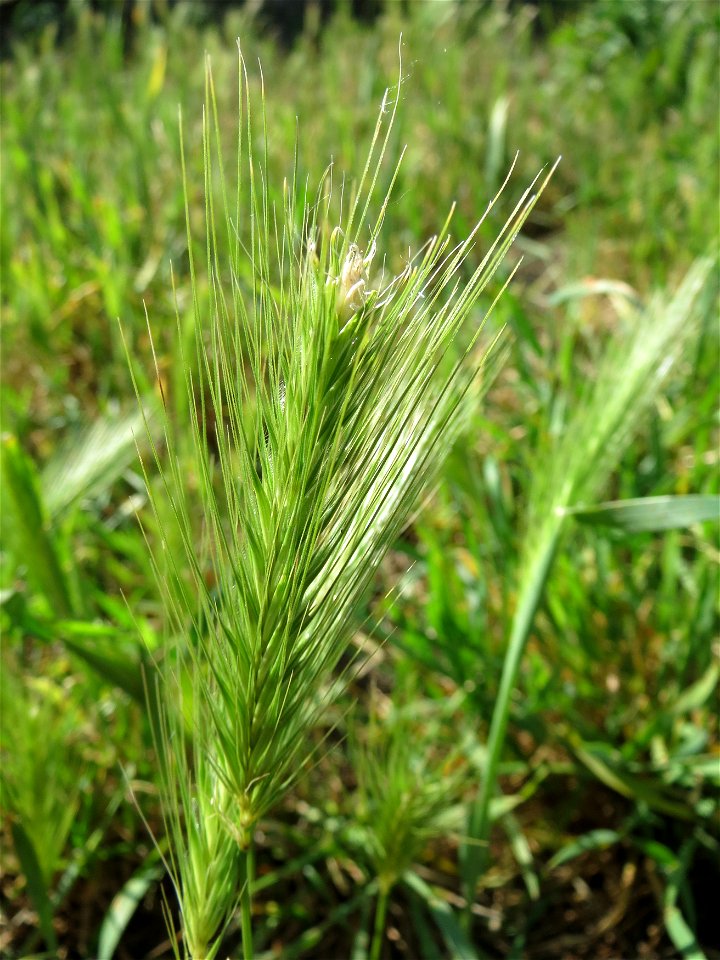 Mäuse-Gerste (Hordeum murinum) im Landschaftsschutzgebiet Hockenheimer Rheinbogen