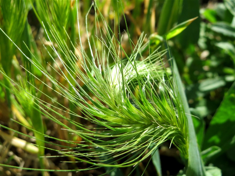 Mäuse-Gerste (Hordeum murinum) im Landschaftsschutzgebiet Hockenheimer Rheinbogen