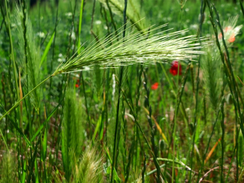 Mäuse-Gerste (Hordeum murinum) in Hockenheim