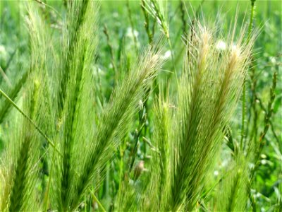 Mäuse-Gerste (Hordeum murinum) in Hockenheim