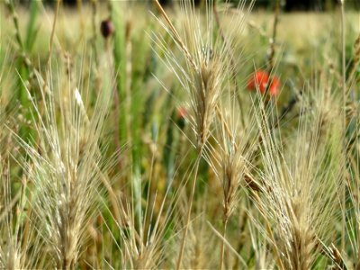 Mäuse-Gerste (Hordeum murinum) in Hockenheim
