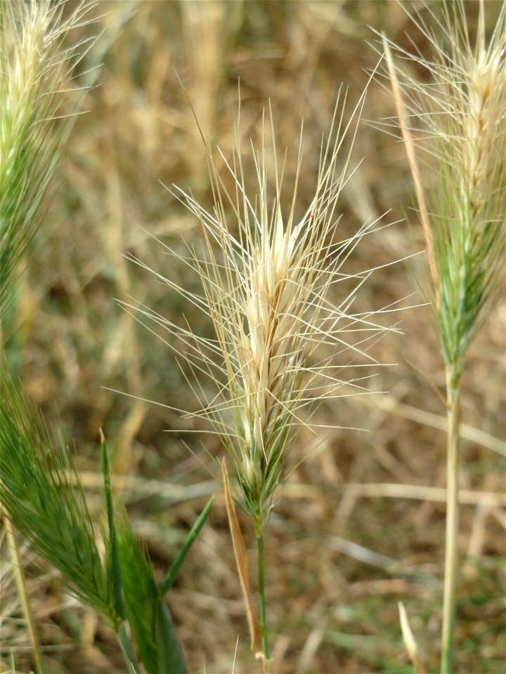 Mäuse-Gerste (Hordeum murinum) an der Elisabethenstraße bei Wiesbaden