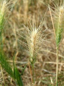 Mäuse-Gerste (Hordeum murinum) an der Elisabethenstraße bei Wiesbaden