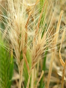 Mäuse-Gerste (Hordeum murinum) an der Elisabethenstraße bei Wiesbaden