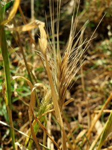 Mäuse-Gerste (Hordeum murinum) bei Hockenheim