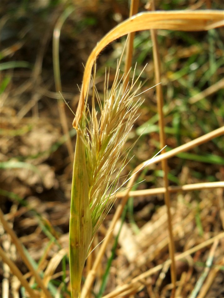 Mäuse-Gerste (Hordeum murinum) bei Hockenheim