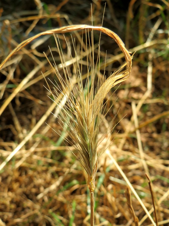 Mäuse-Gerste (Hordeum murinum) bei Hockenheim