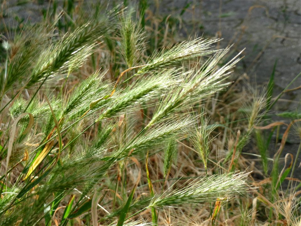 Mäuse-Gerste (Hordeum murinum) in Saarbrücken