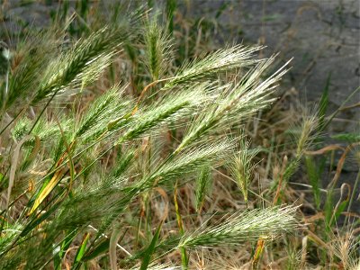 Mäuse-Gerste (Hordeum murinum) in Saarbrücken