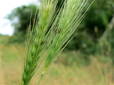 Mäuse-Gerste (Hordeum murinum) in Hockenheim