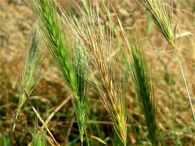 Mäuse-Gerste (Hordeum murinum) in Hockenheim