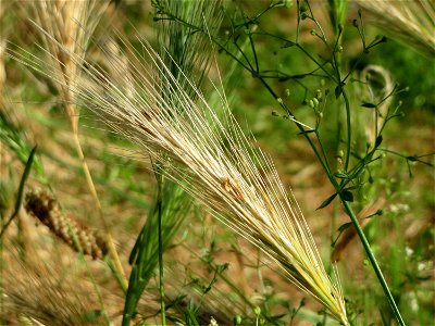 Mäuse-Gerste (Hordeum murinum) in Hockenheim