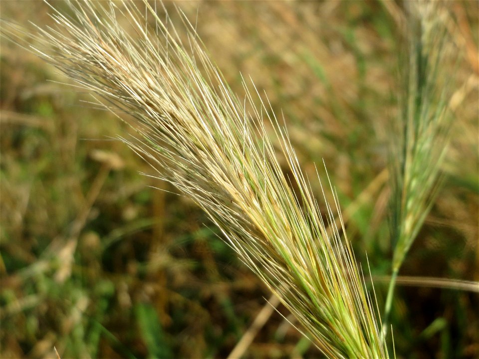 Mäuse-Gerste (Hordeum murinum) in Hockenheim