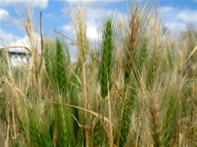 Mäuse-Gerste (Hordeum murinum) in Hockenheim-Talhaus