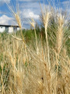 Mäuse-Gerste (Hordeum murinum) in Hockenheim-Talhaus