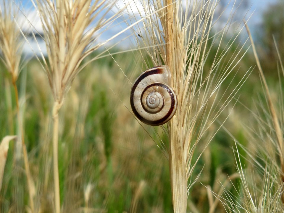 Gemeine Heideschnecke (Helicella itala) an Mäuse-Gerste (Hordeum murinum) in Hockenheim-Talhaus